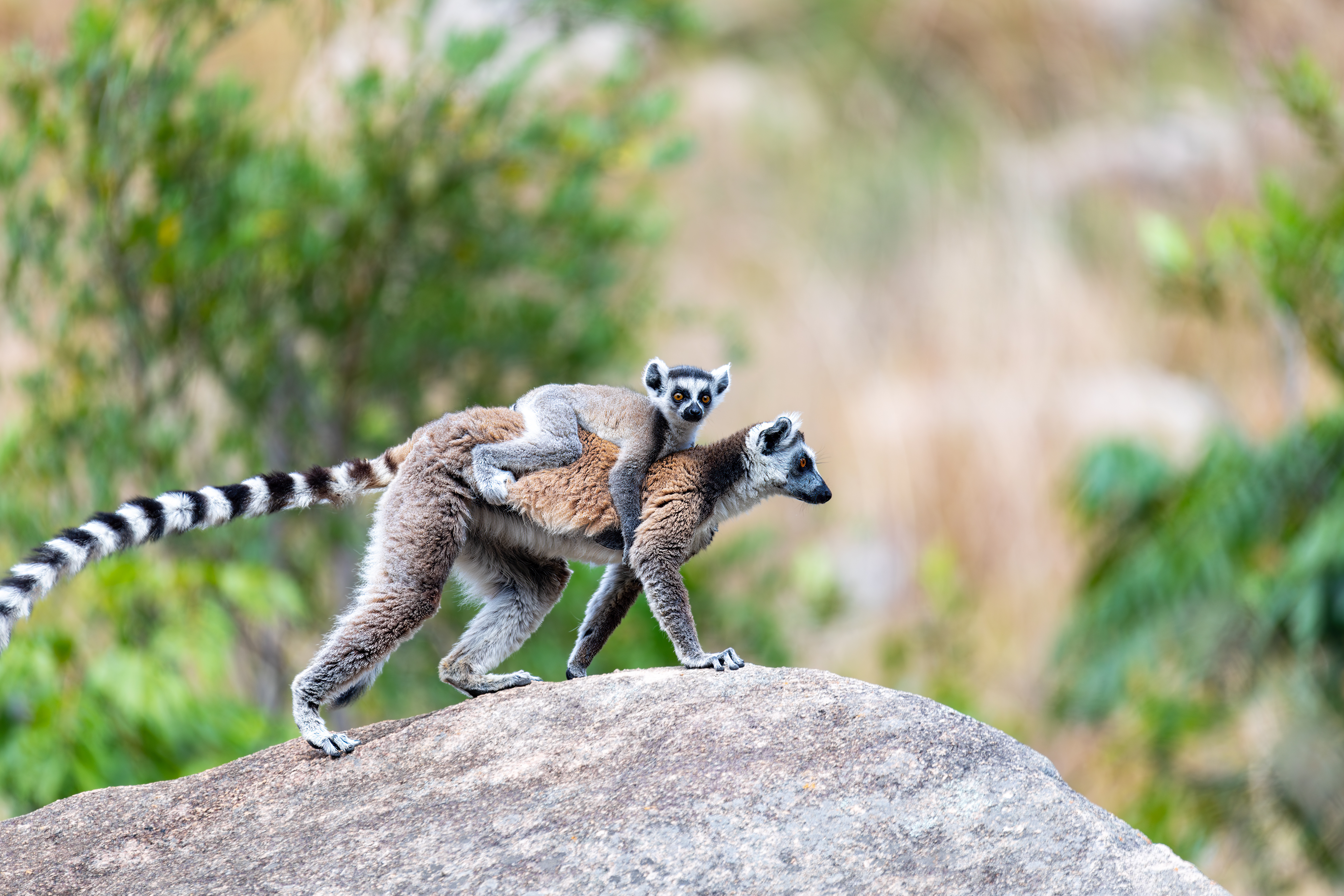 tourhub | Exodus Adventure Travels | Cycle Madagascar 