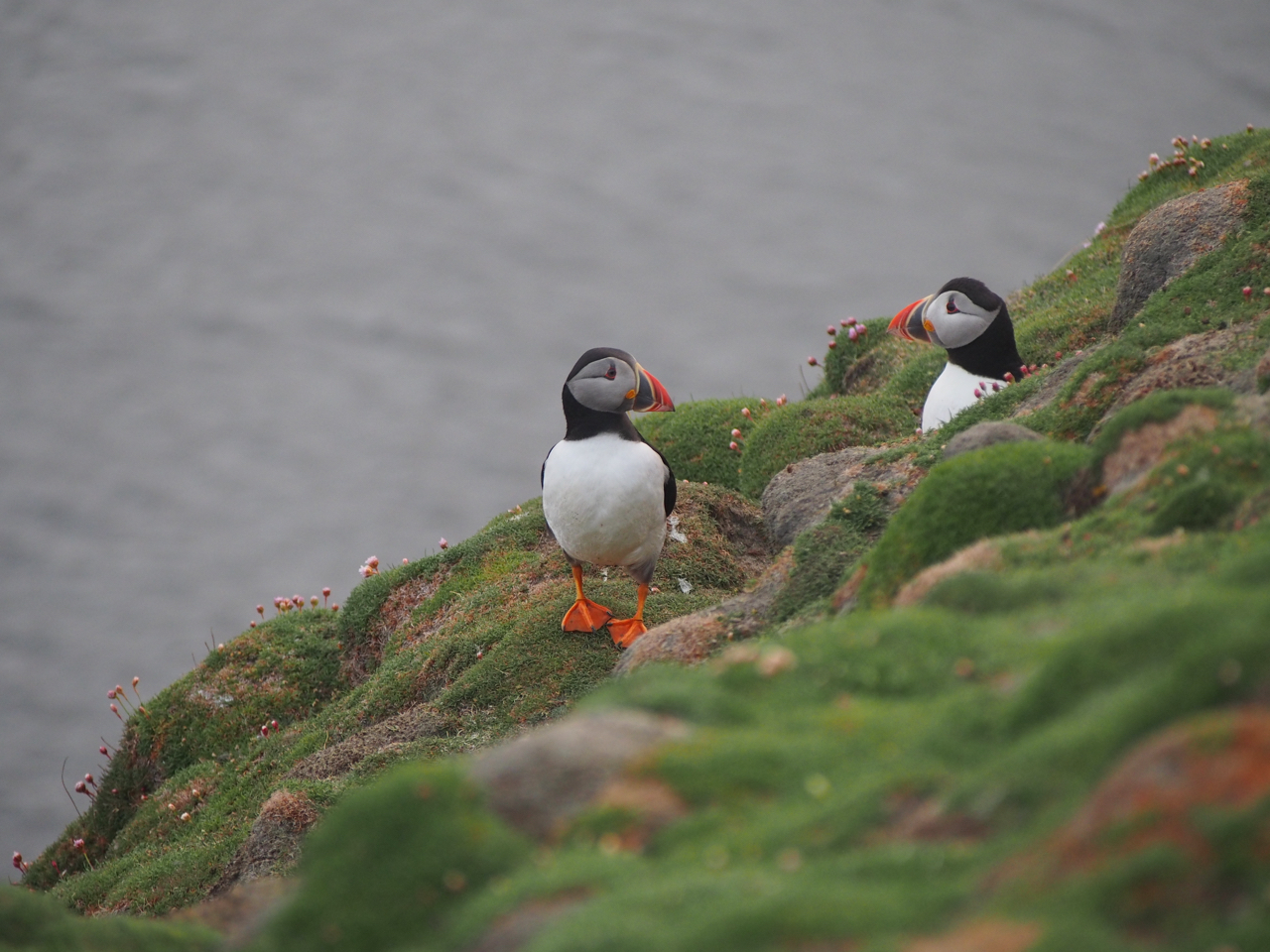 tourhub | Exodus Adventure Travels | Arctic Saga: Spitsbergen, Faroes & Jan Mayen 