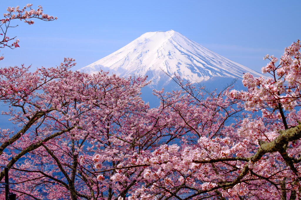 Your Guide To The Sakura Season In Japan Exodus