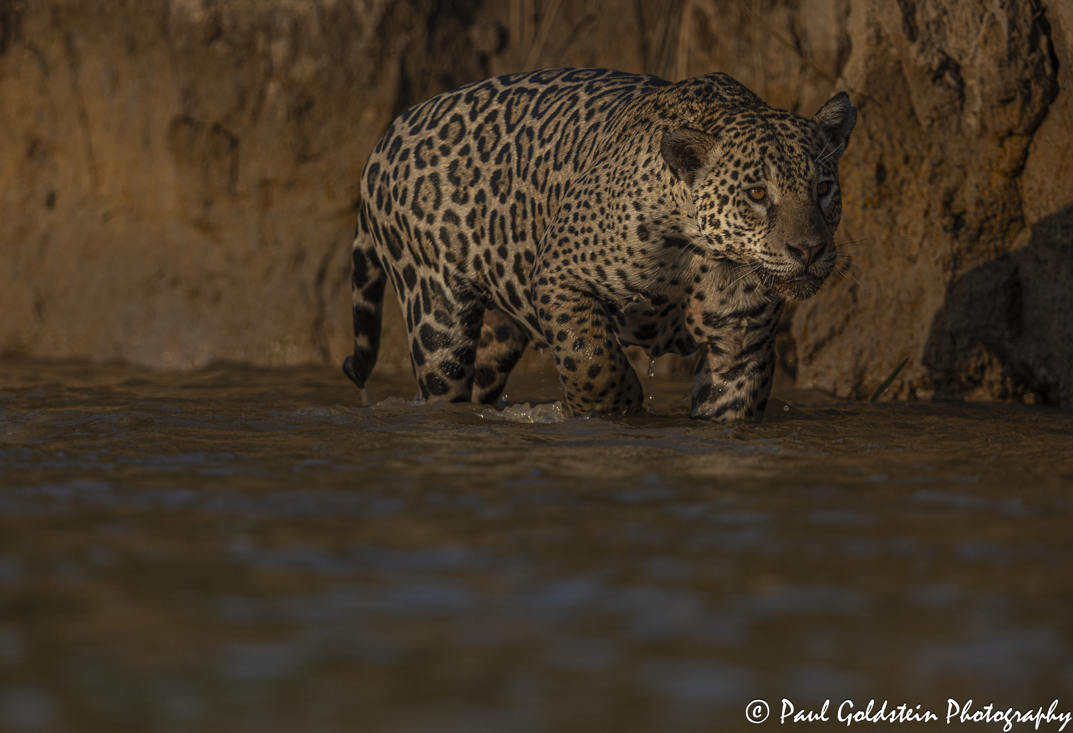 Land of the Jaguar Photographic Safari with Paul Goldstein
