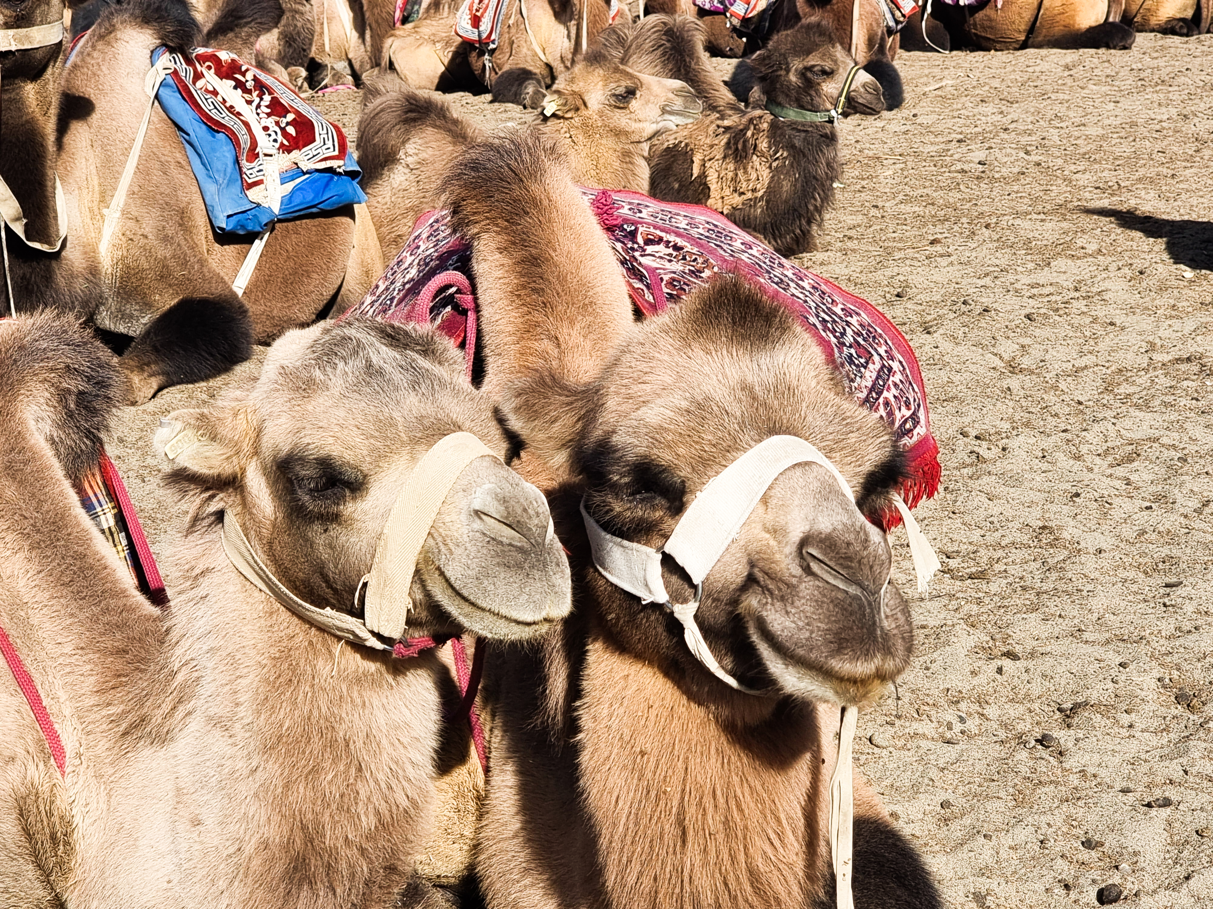 tourhub | Exodus Adventure Travels | Ladakh: Nubra Valley Trek 