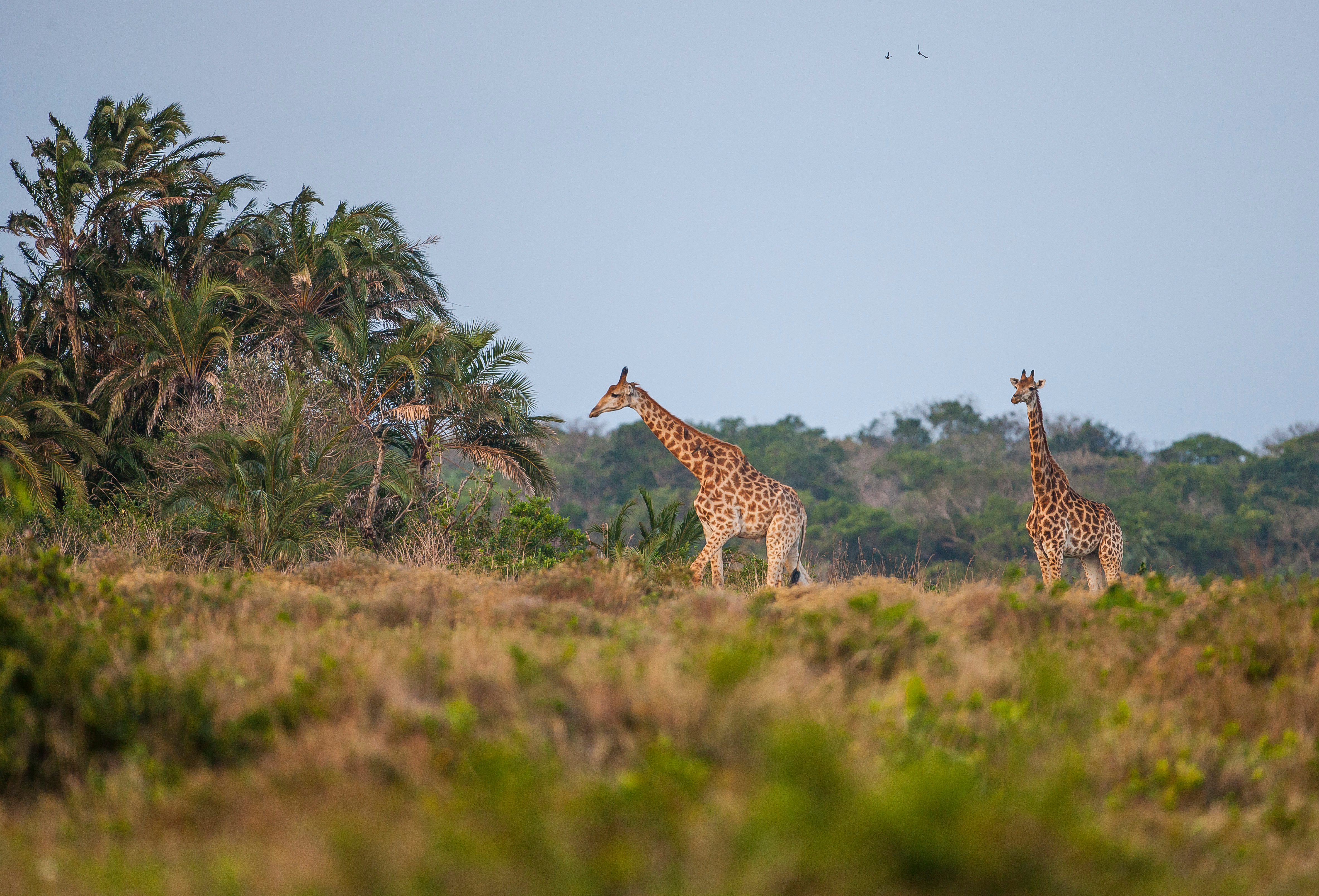 tourhub | Exodus Adventure Travels | Southern Africa Safari: Kruger & Coast 