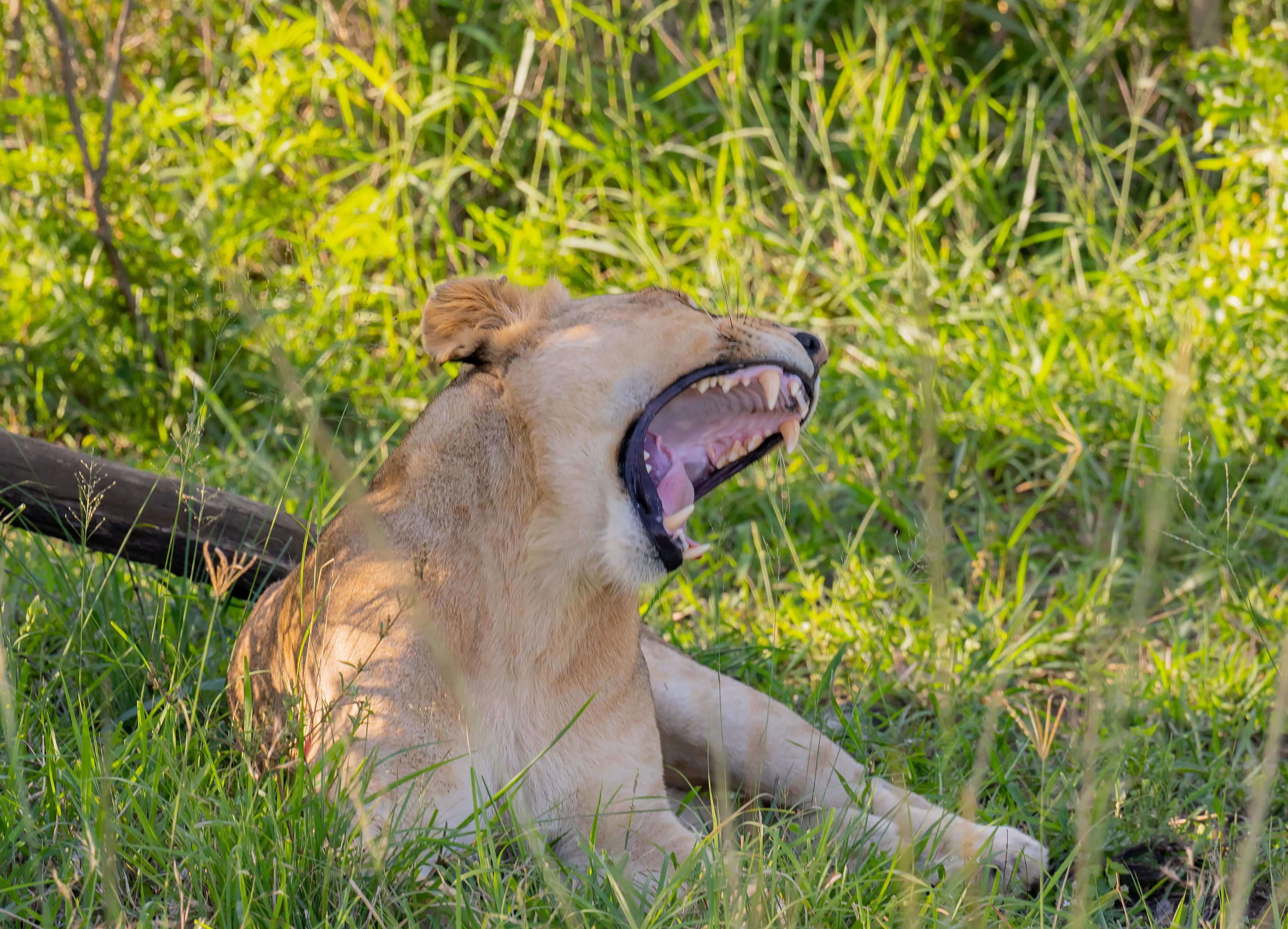 tourhub | Exodus Adventure Travels | Southern Africa Safari: Kruger & Coast 