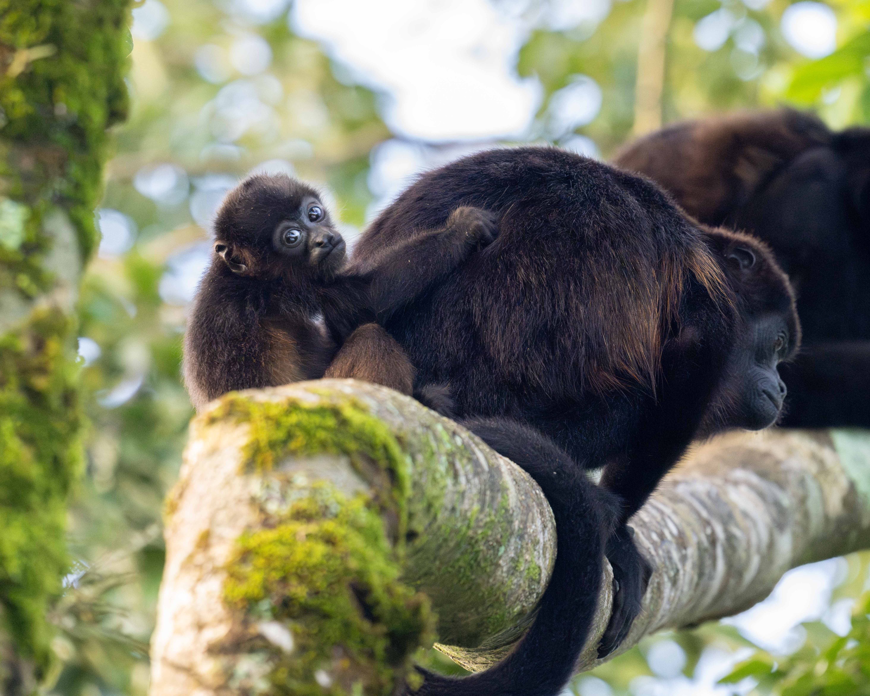 tourhub | Exodus Adventure Travels | Discover Costa Rica - with Dominical 