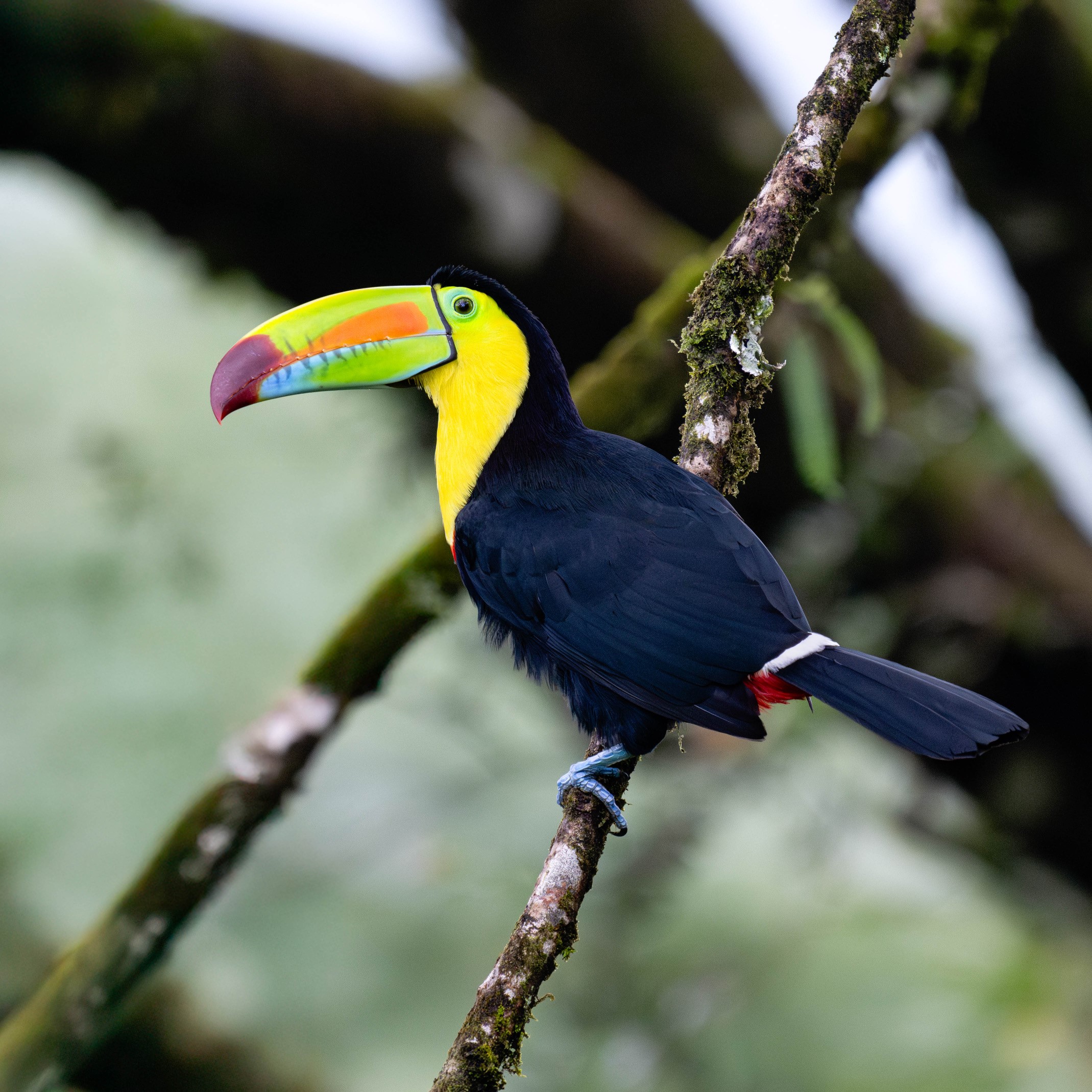 tourhub | Exodus Adventure Travels | Costa Rica Active Escape 