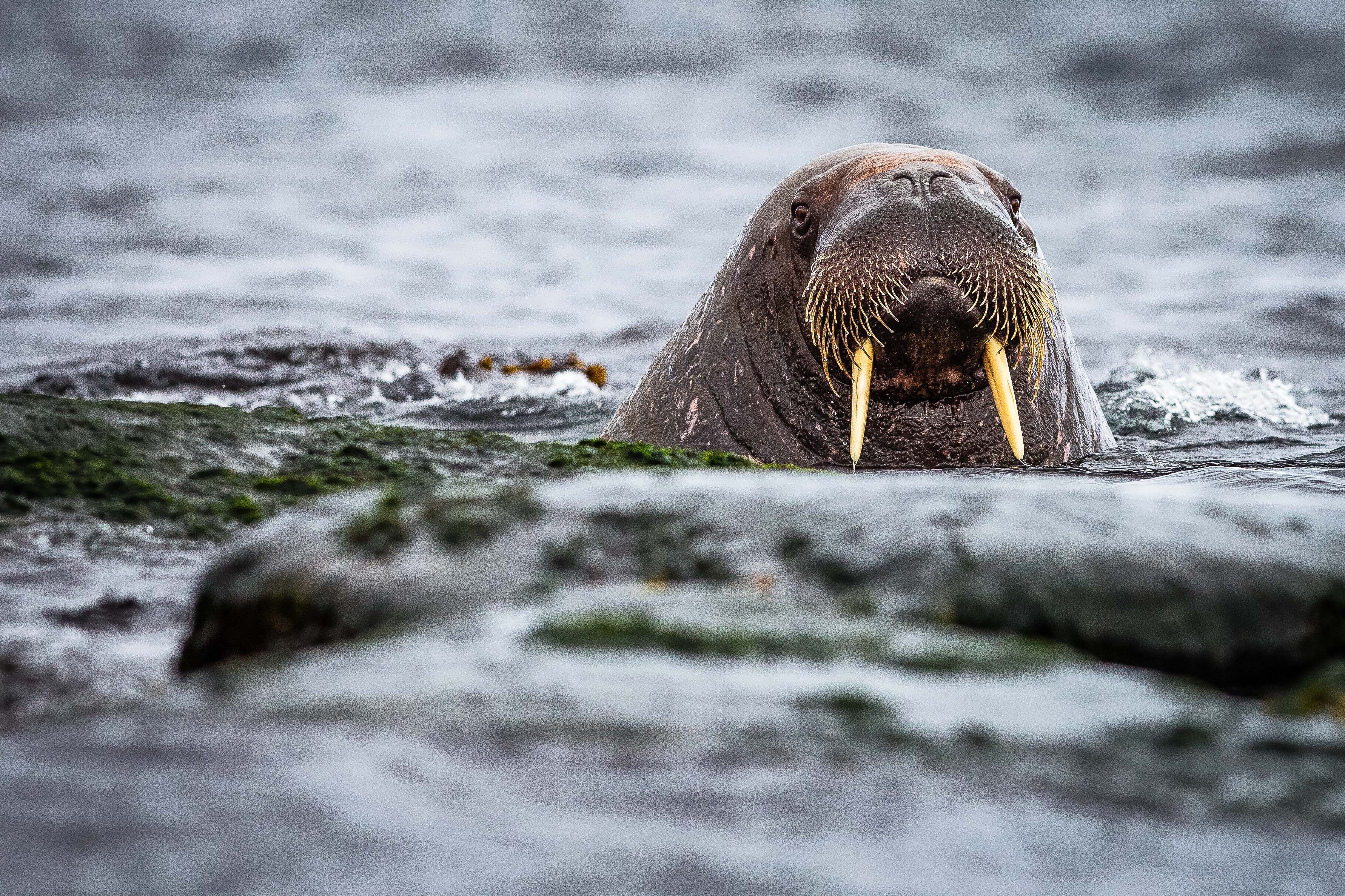 tourhub | Exodus Adventure Travels | Arctic Saga: Spitsbergen, Faroes & Jan Mayen 