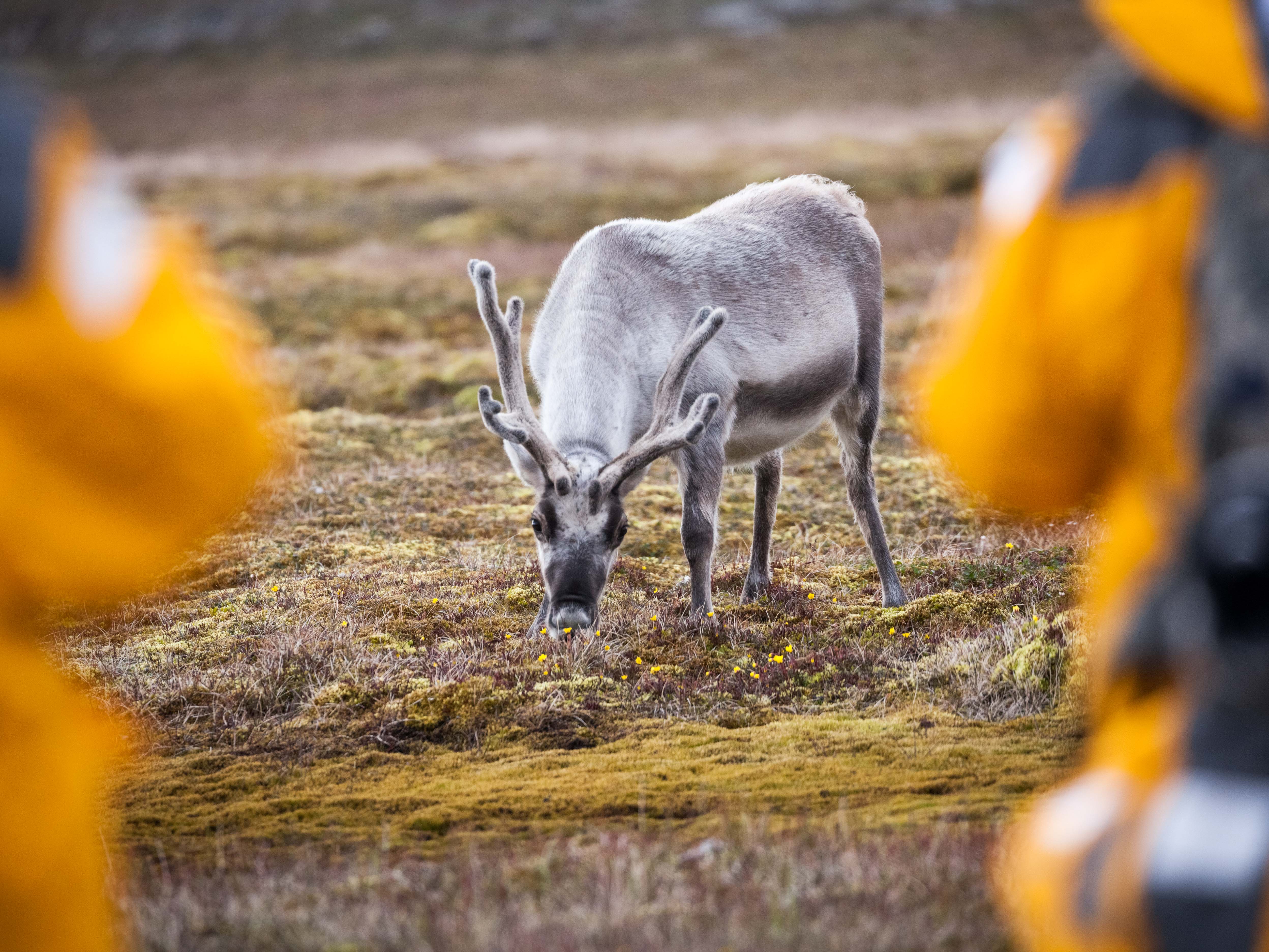 tourhub | Exodus Adventure Travels | Ultimate Arctic Voyage: From Svalbard to Jan Mayen to Iceland 