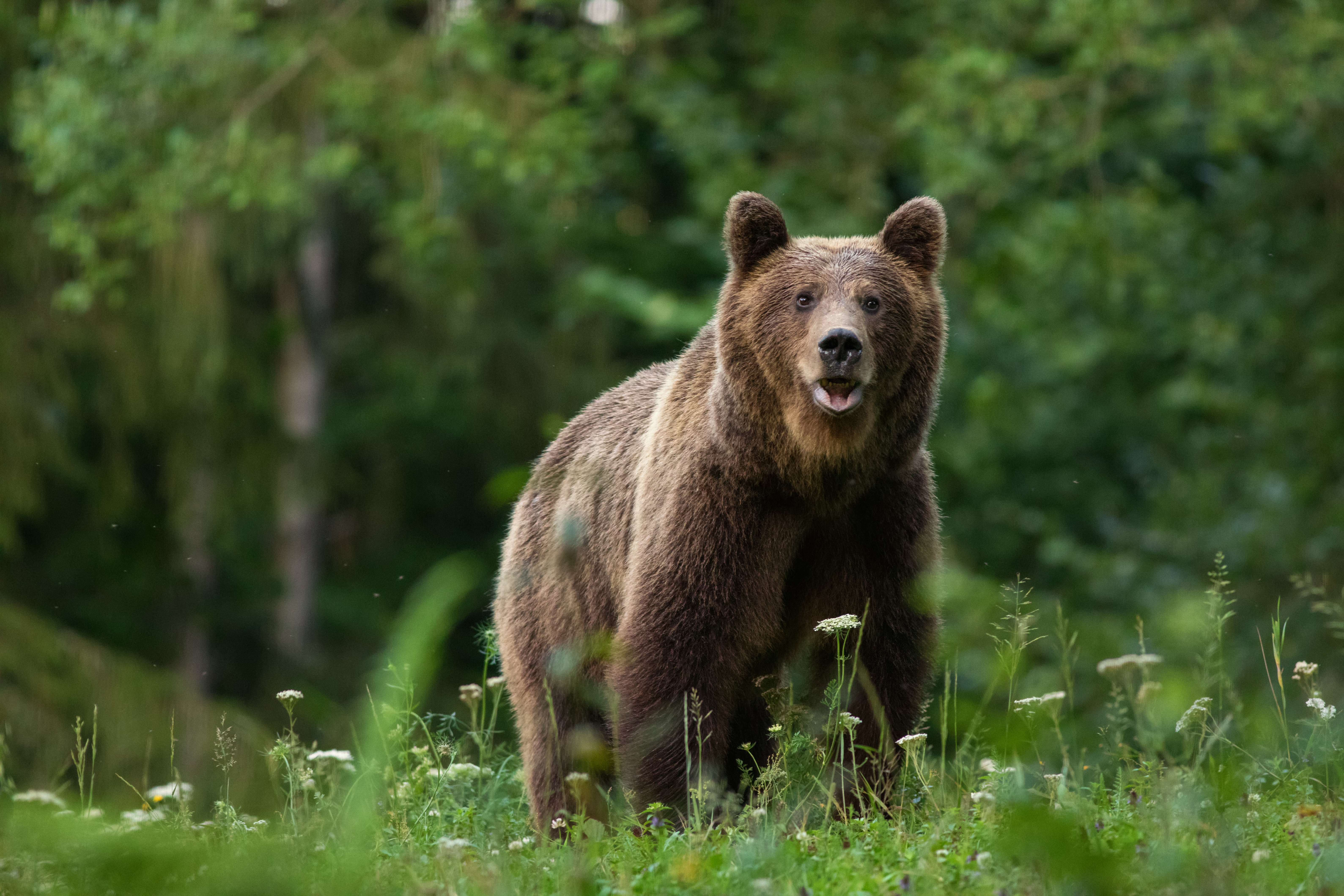 tourhub | Exodus Adventure Travels | Carpathian Walking & Bears 