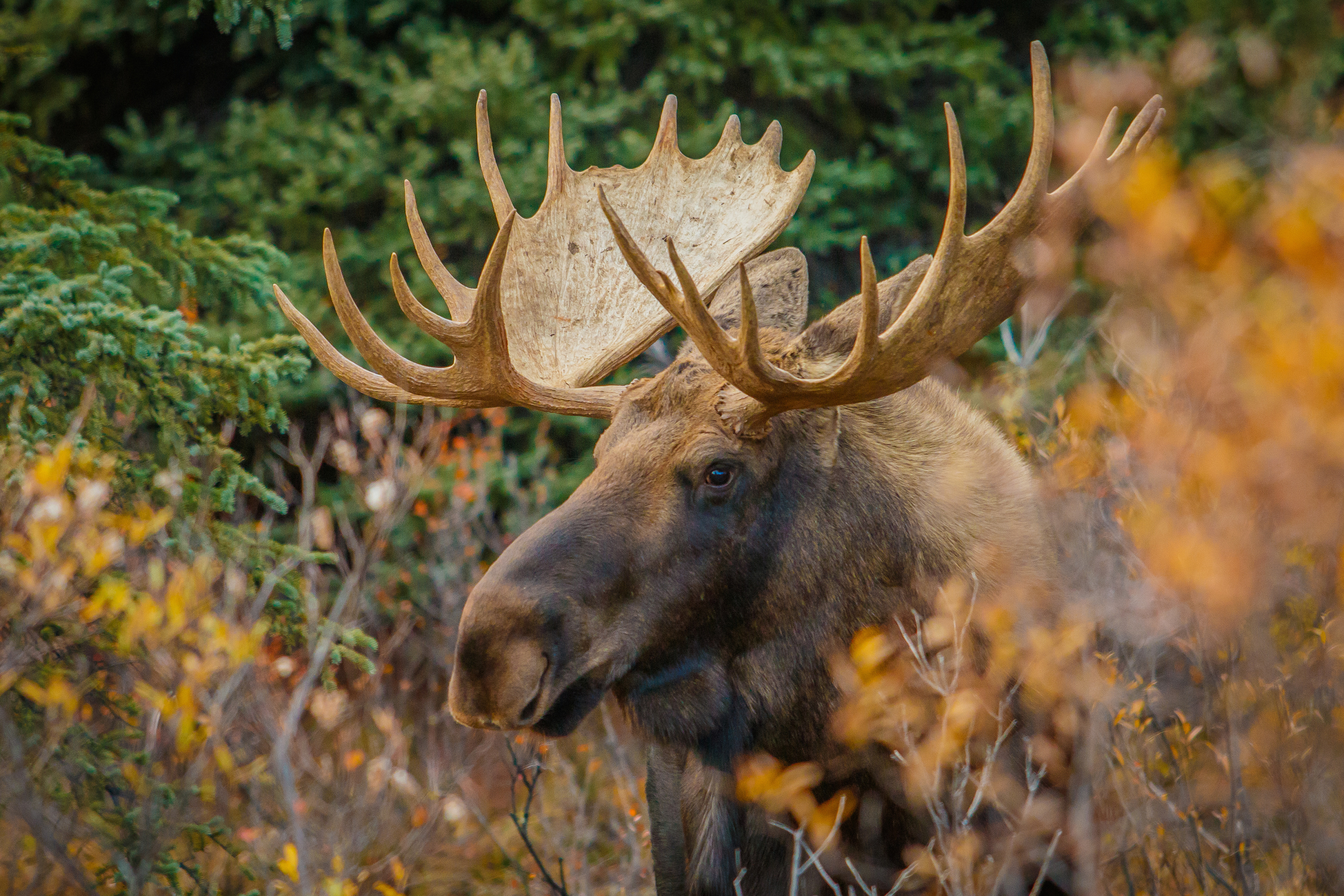 tourhub | Exodus Adventure Travels | Alaska Wildlife & Wilderness 