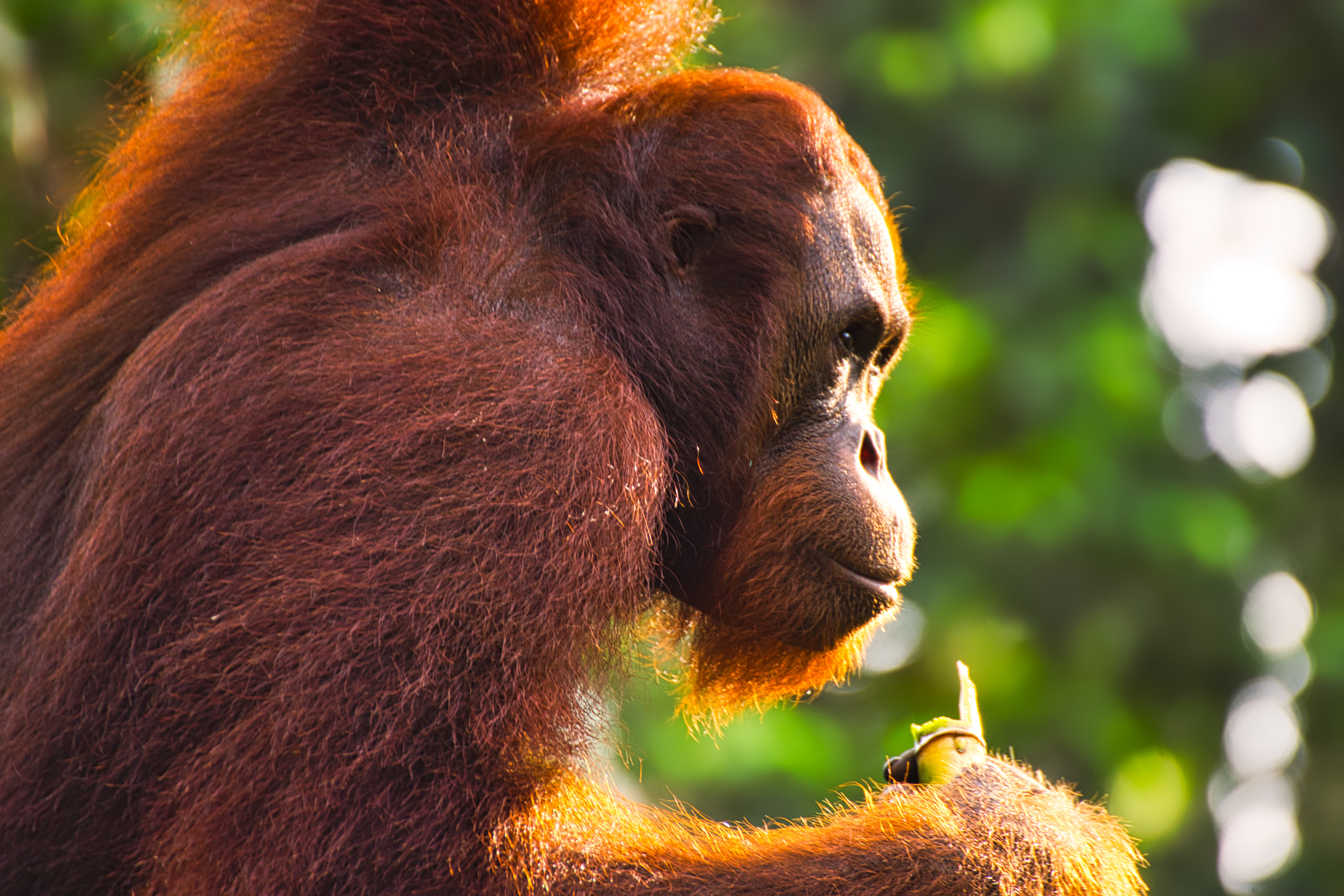 tourhub | Exodus Adventure Travels | Borneo & the Malaysian Peninsula 