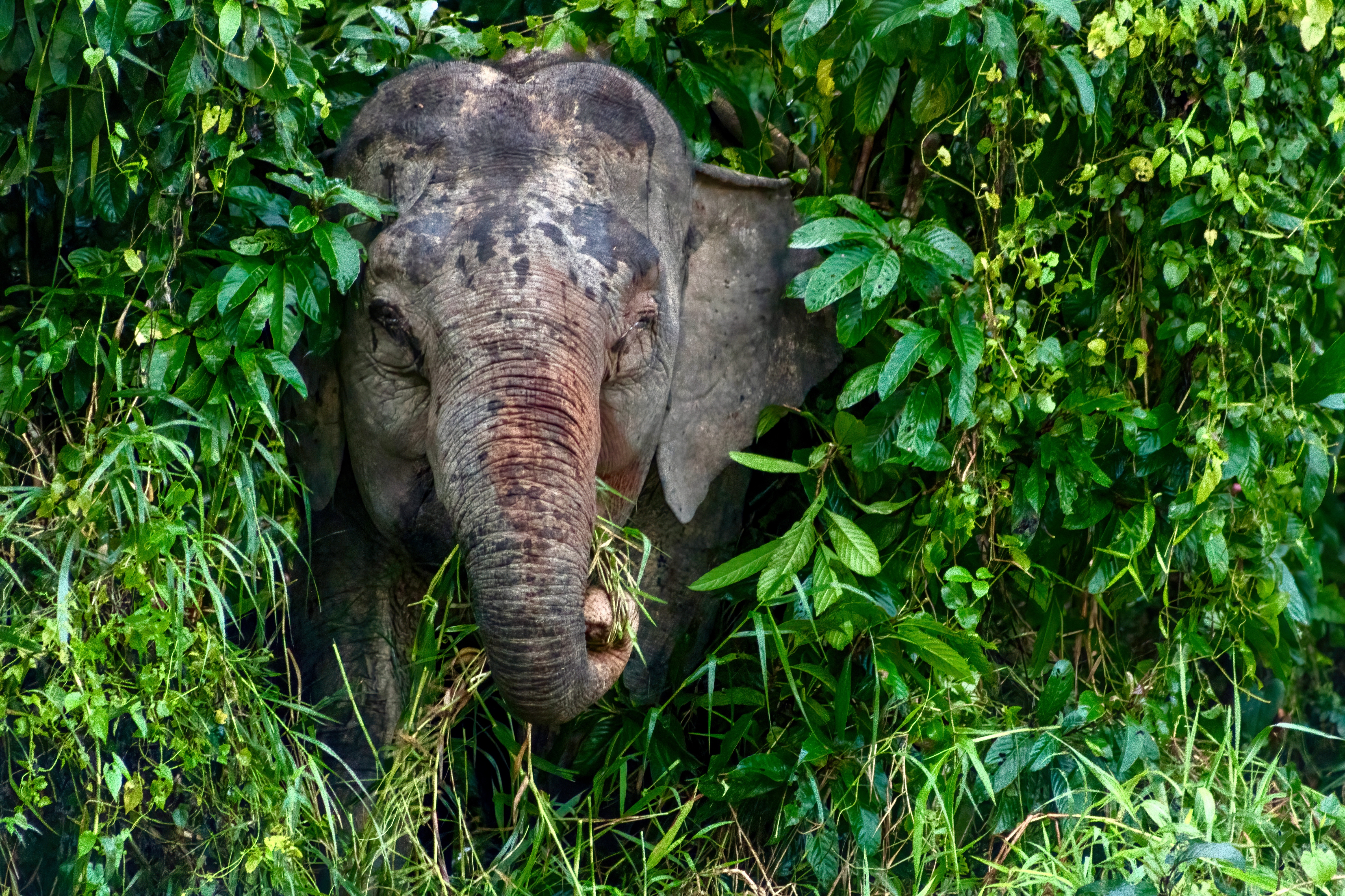 tourhub | Exodus Adventure Travels | Borneo & the Malaysian Peninsula 