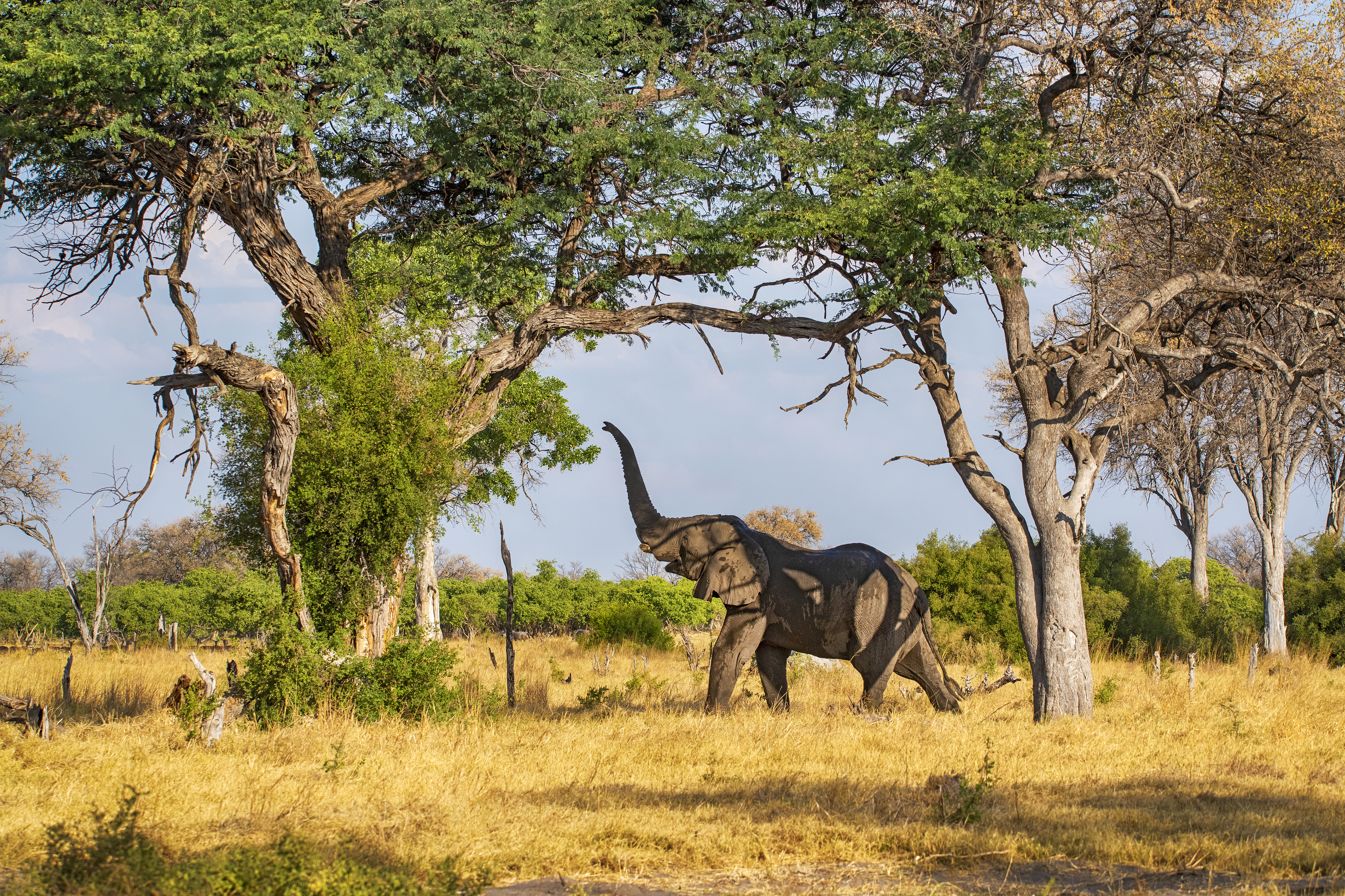 Tanzania Safari Adventure