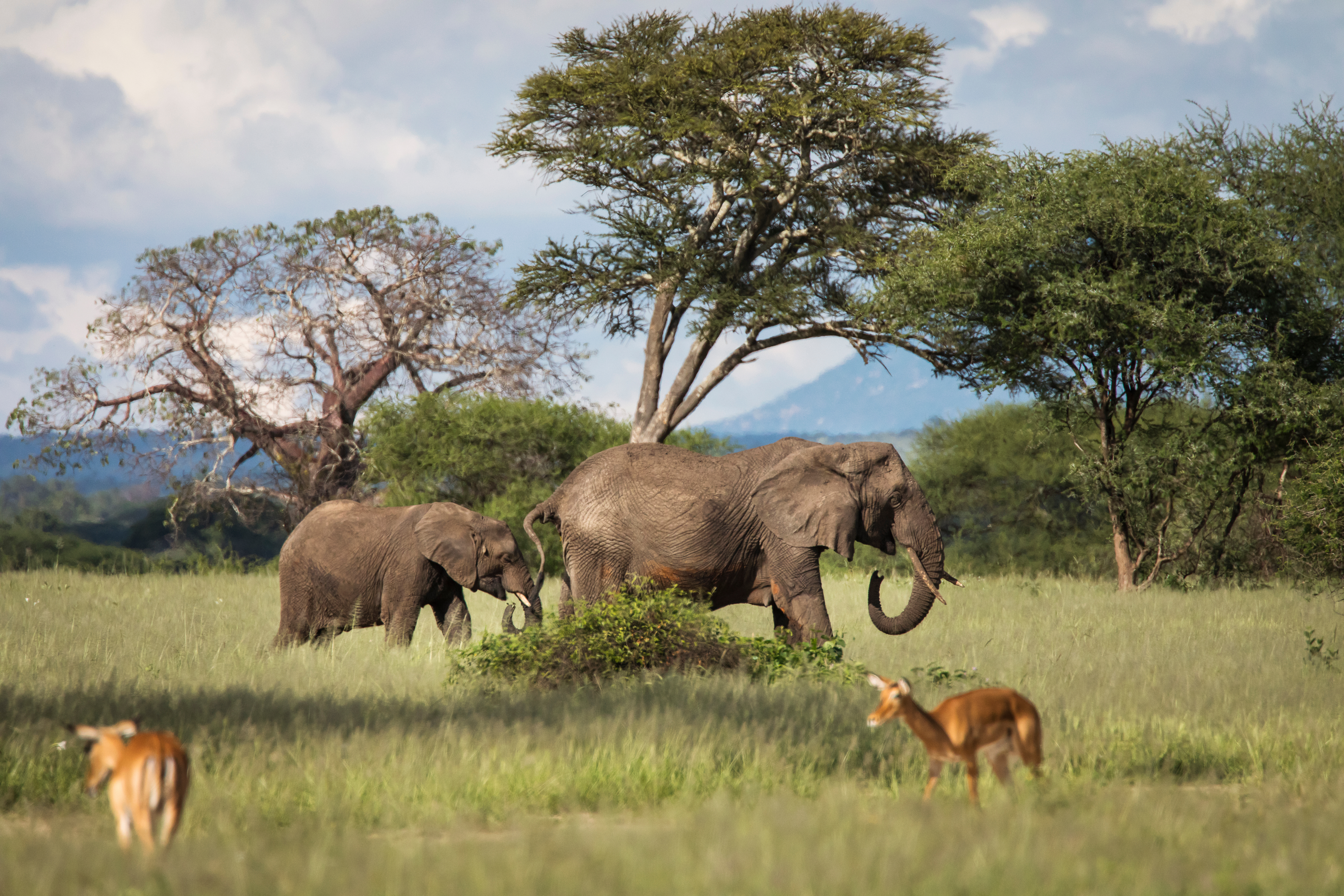 Tanzania Safari Adventure