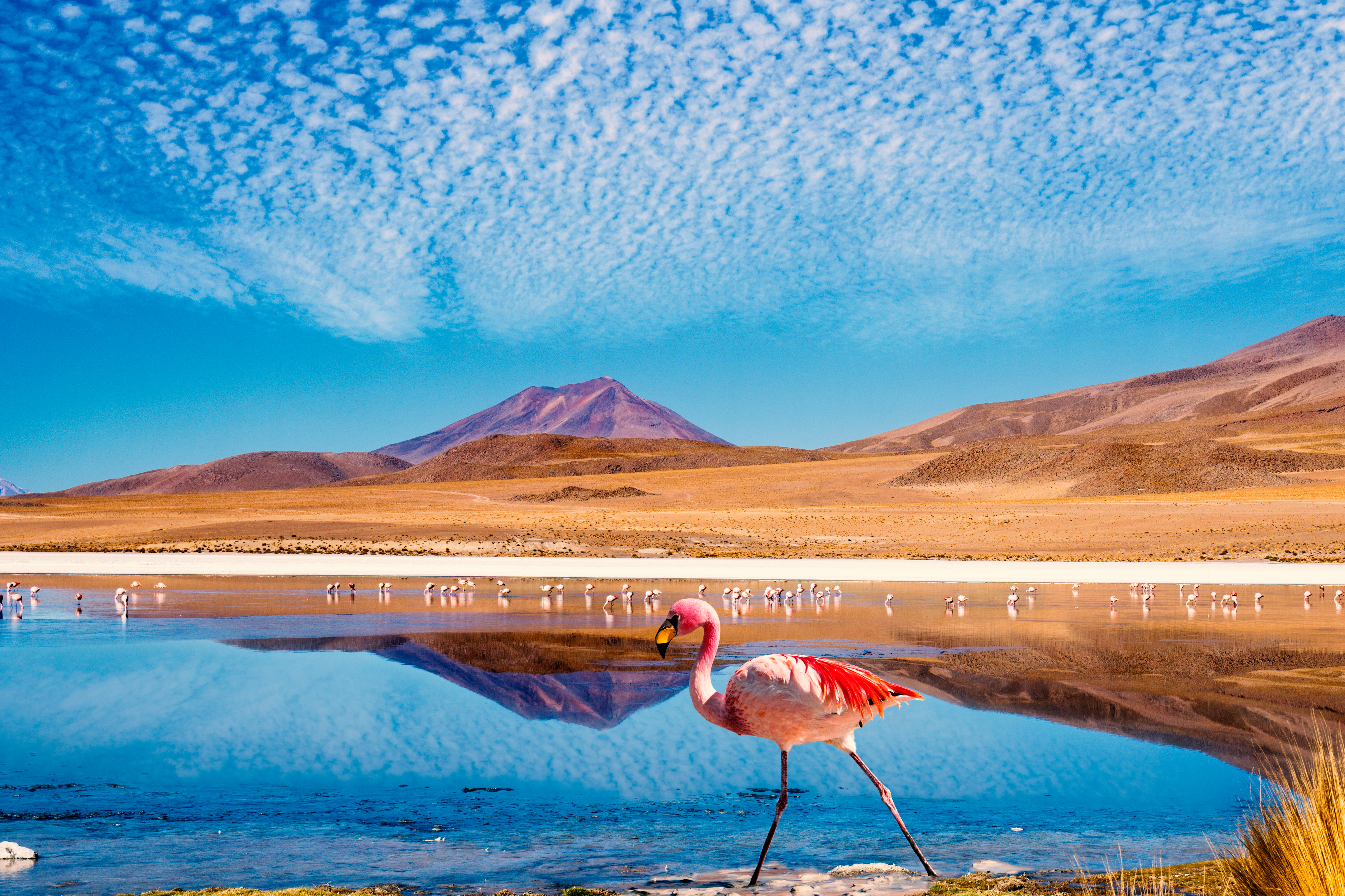 Essential Bolivia