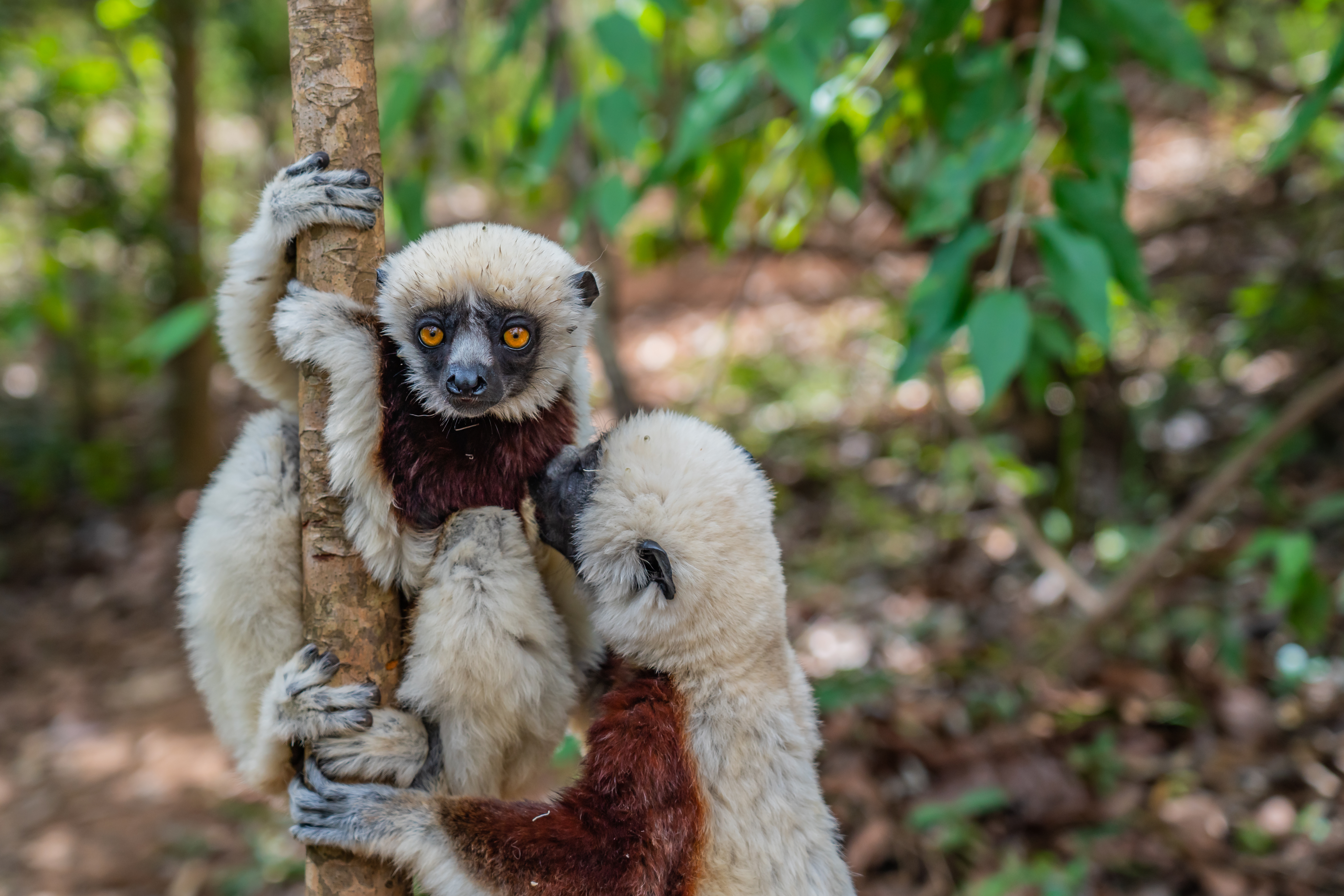 Wild Madagascar