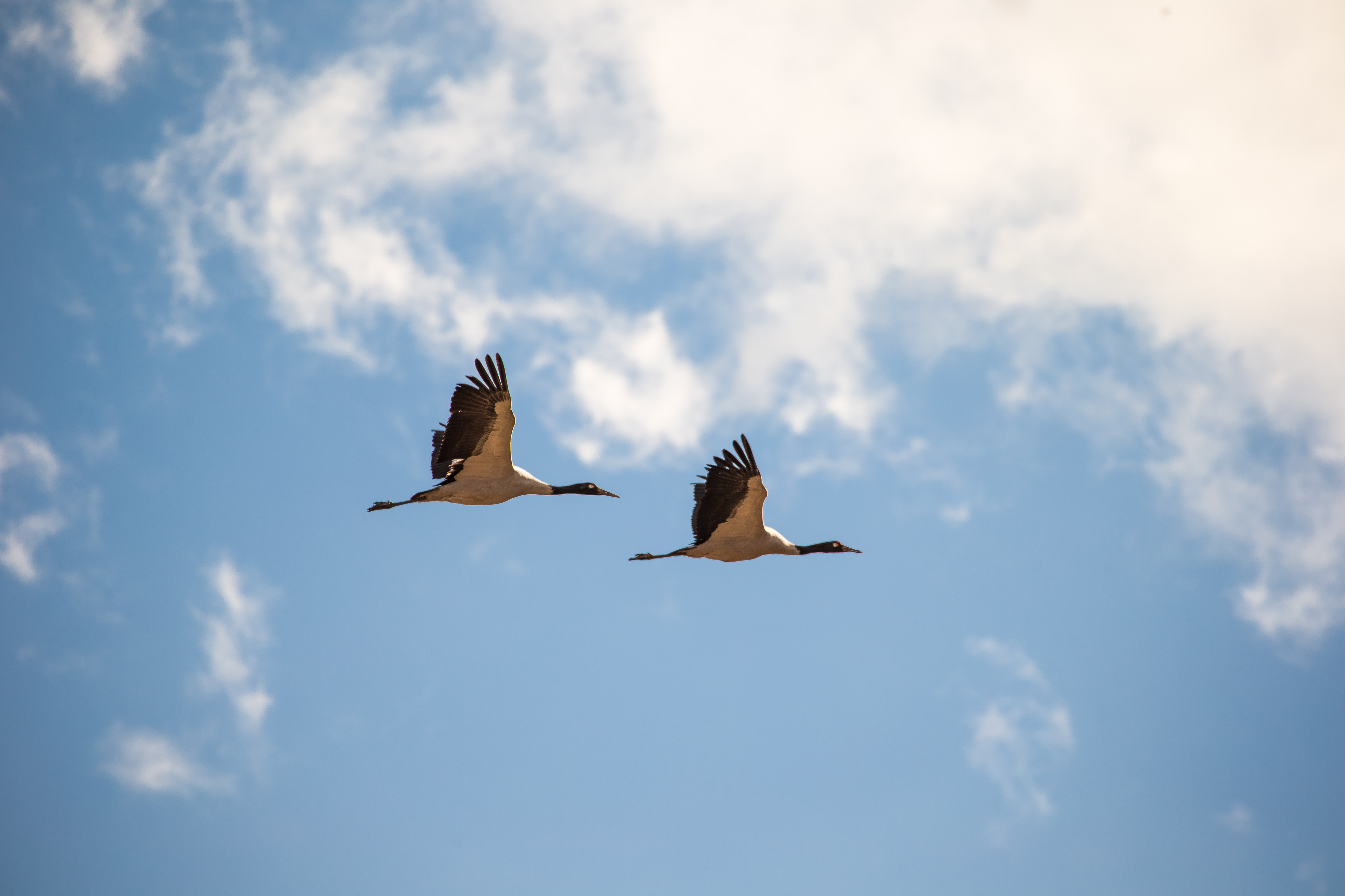 Festivals of Bhutan – Black Crane